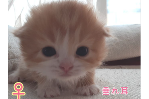 成約済の埼玉県のスコティッシュフォールド-23711の5枚目